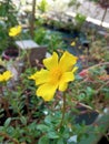 Helianthemum nummularium Royalty Free Stock Photo